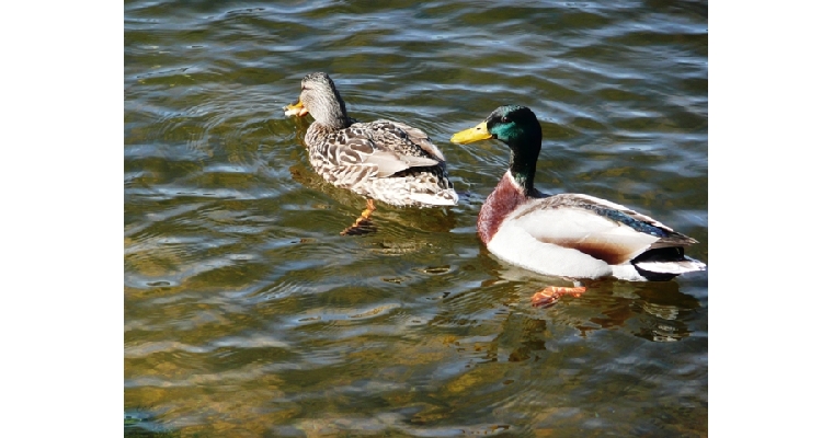 photo réalisées par Michel Marchal au lac de Gérardmer